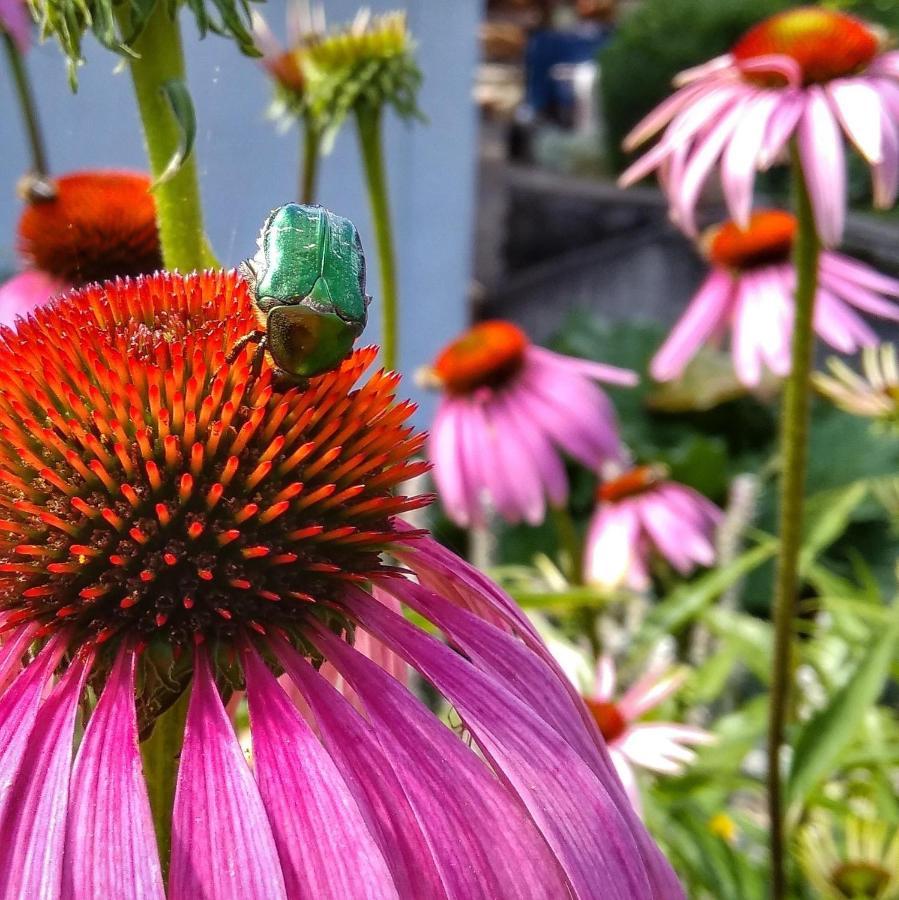 Haus Flora Am Kaiser Niederndorf  Dış mekan fotoğraf